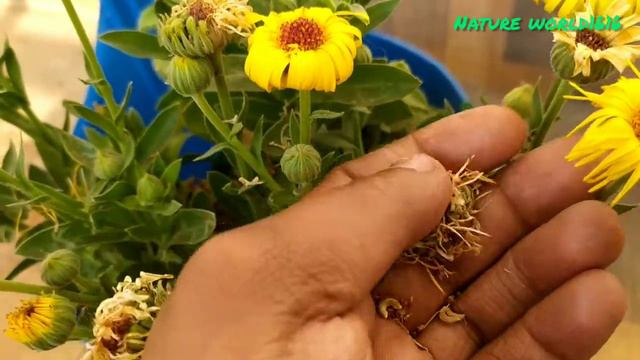 How to Collect calundela Flower Seeds смотреть онлайн