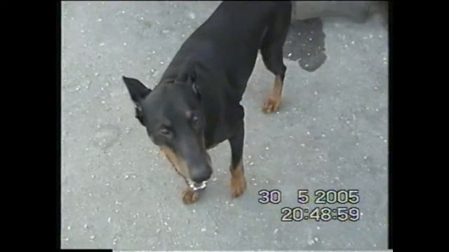 Доберман Ювинал Грифли, 2005 г. смотреть онлайн