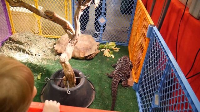 REPTILE SUPER SHOW 2019| What to expect + animal footage! смотреть онлайн