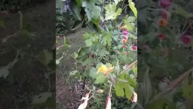 Азан үнүн укканда ачылган гүл (ВИДЕО) смотреть онлайн