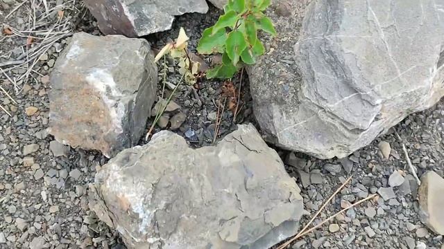 Зацвела дикая олива! смотреть онлайн