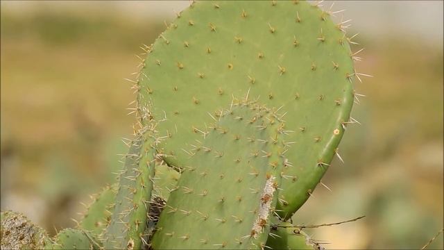 Cactus wrens (Campylorhynchus brunneicapillus) смотреть онлайн