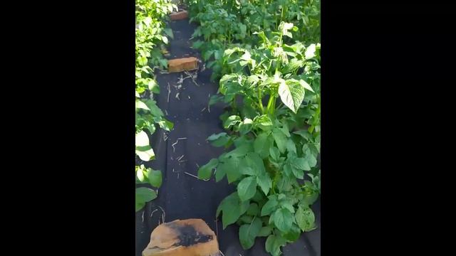 Огород для ленивых - полоть сорняки не нужно смотреть онлайн