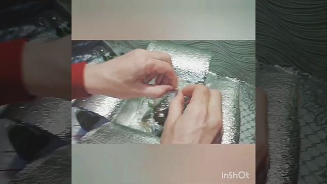 Глоксинии и фиалки от Тани Ким ( Мастерская Фиалки). смотреть онлайн