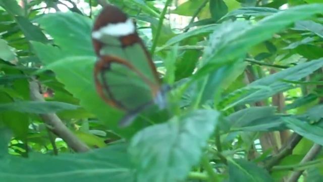 Butterfly park Benalmadena смотреть онлайн