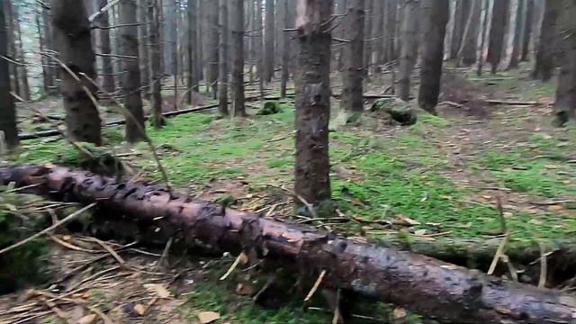 Не густо але й не пусто! По Білі Гриби в Карпати смотреть онлайн