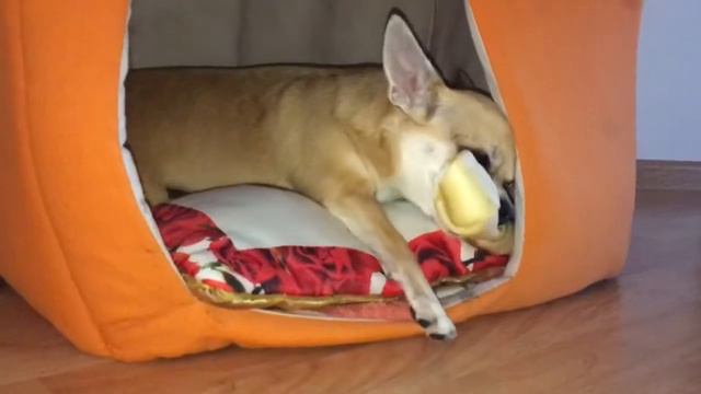 Чихуахуа Ася - и новая большая косточка :) смотреть онлайн