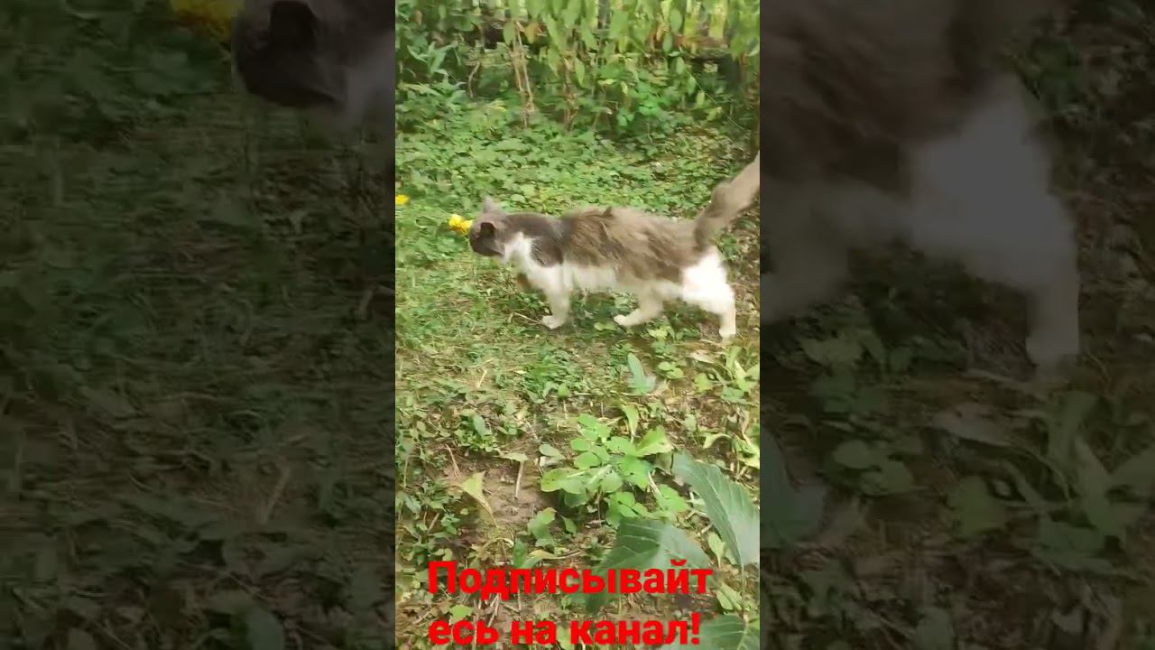 Барсик и его взгляд! смотреть онлайн