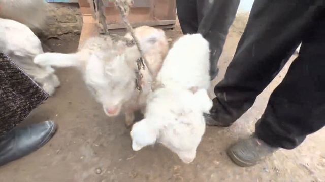 ЯНГИЙУЛ МОЛ БОЗОРИ АНЧА АРЗОН Животные YANGIYOL MOL BOZORI #yangiyol #bozorolami #molbozor #molbiqi