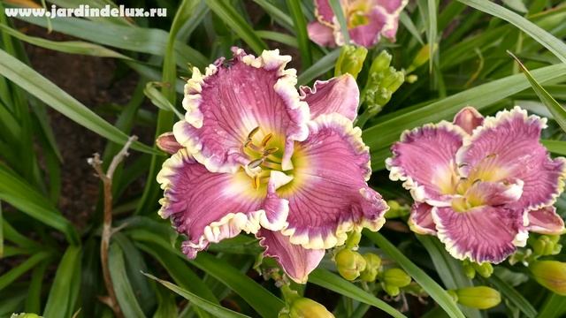 Цветение сортового лилейника TAHITIAN SHORES в саду www.jardindelux.ru смотреть онлайн