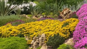 ЗАКРОЙТЕ ГОЛУЮ ЗЕМЛЮ! Цветущие многолетники. Почвопокровные растения. Очитки