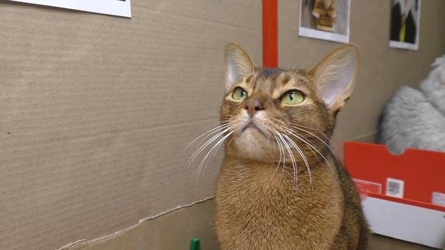 МЫ ПОСТУПИЛИ В КАРТОННУЮ ШКОЛУ ДЛЯ КОТОВ смотреть онлайн