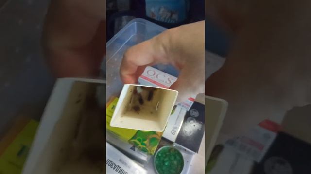 туркменские тараканы сегодня. содержание смотреть онлайн