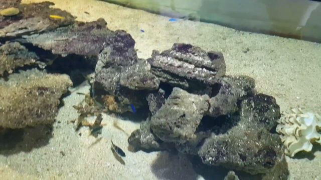 Fantastic Aquarium | Jatim Park 2 Batu Malang смотреть онлайн