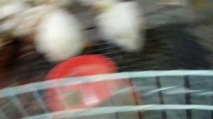 Температура для бройлеров