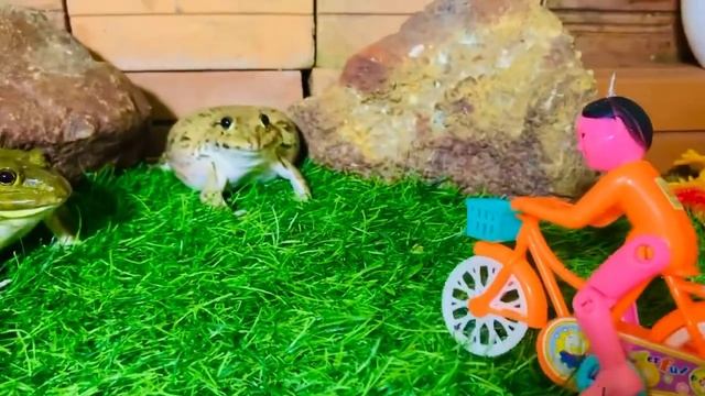 Bullfrog Screaming ? Frogs Sounds-noises ? Funny Frog