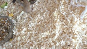 Застукала Алису  на улице /  ЧТО ОНА НАТВОРИЛА / покупки  И ХОМЯЧАТА/ Изи Роза / Easy Rose