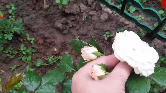 Vlog ✔️Про белые розы и желтые лилии✔️ смотреть онлайн