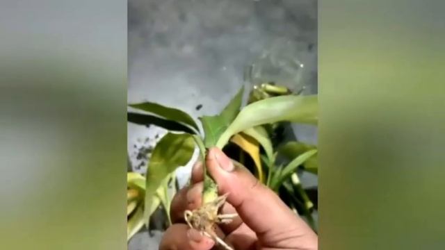 Propagating lucky bamboo# Dracaena species смотреть онлайн