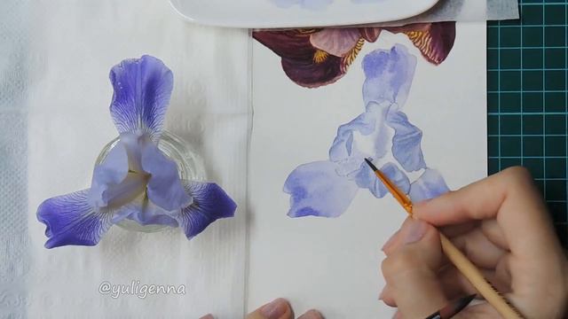 Botanical Watercolor Sketch in Process / Iris Flower by Yuligenna смотреть онлайн