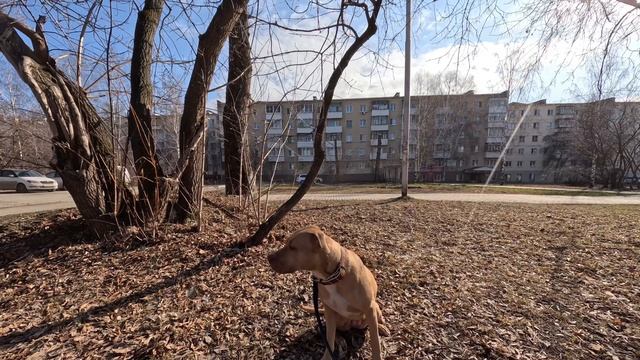 Питбуль на улице и дома + Добавлено видео и фото Хорька изучающего Апельсин?? смотреть онлайн