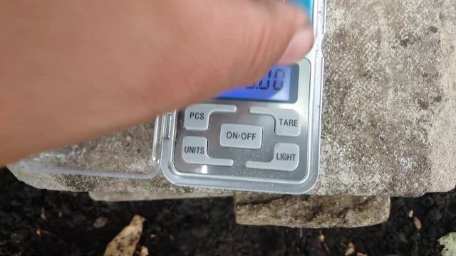 Ожиномалина Тайберрі сезон 2022/ ежемалина Тайберри/ Tayberry смотреть онлайн