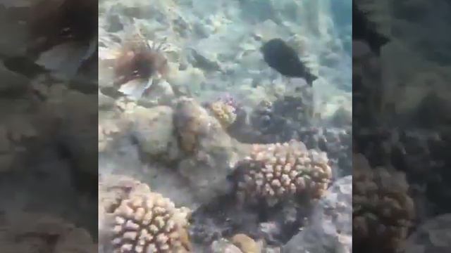 Красота Красного моря. Египет. Декабрь 2019. Шарм-аль-шейх смотреть онлайн
