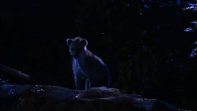 Singapore Night Safari Show - Creatures of the Night Show [Dec 2016] смотреть онлайн