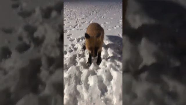 Кормлю дикую лисицу смотреть онлайн