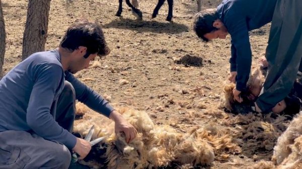 A Day with Iranian Nomads in mountain | nomadic life