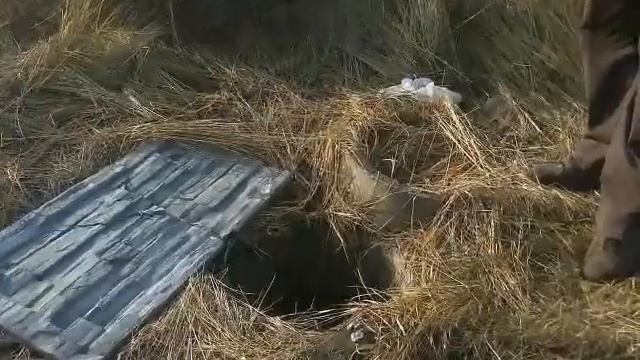 Белгородцы , гулявшие на свадьбе, спасли тонувшего мужчину смотреть онлайн