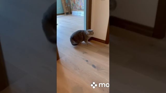 Паркетная доска от Weitzer Parkett ??? смотреть онлайн