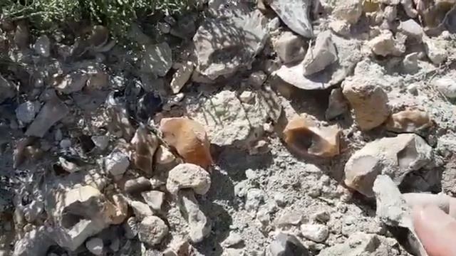 Зубы МЕГАЛОДОНА. the best megalodon tooth hunting site i ever found смотреть онлайн