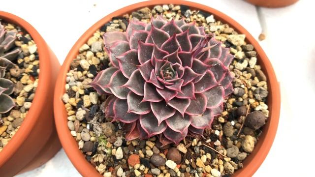 Graptopetalum filiferum x Echeveria lilacina 多肉植物圖鑑 菊日麗娜 смотреть онлайн