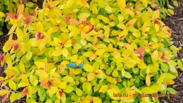 Спирея японская Мерло Стар (spiraea japonica) ? обзор: как сажать, саженцы спиреи Мерло Стар смотреть онлайн