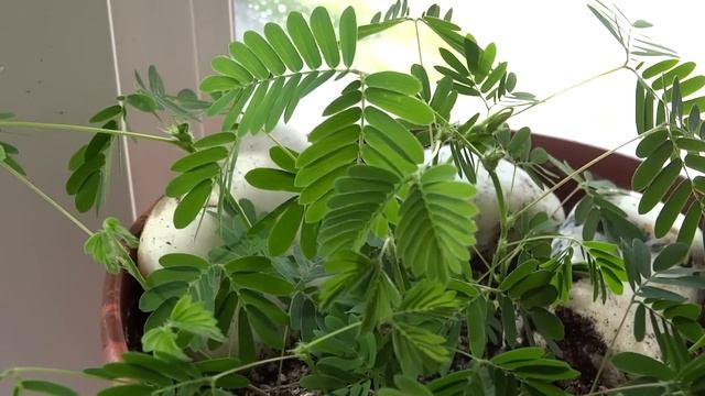 Мимоза стыдливая снято на Sony dsc-hx20v test video смотреть онлайн