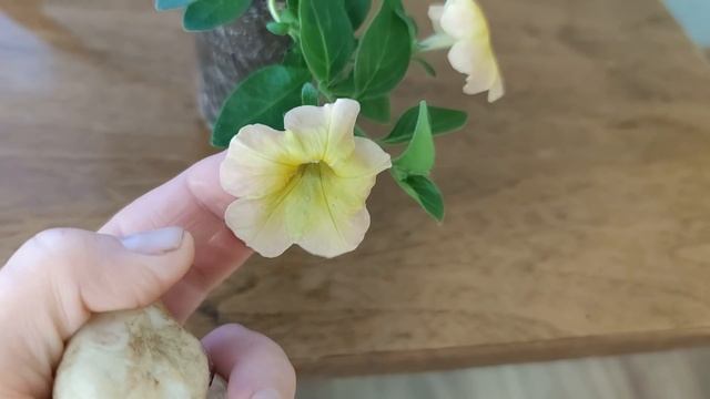 Семена. Всходы эустомы. Посев экзакума. Вирус на петунии.