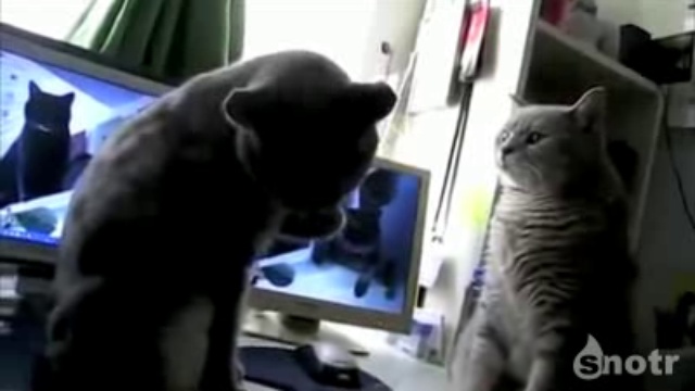 Кошки играют в ладушки смотреть онлайн