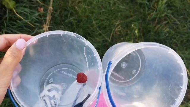 СКІЛЬКИ можна ЗАРОБИТИ на МАЛИНІ з МАЛЕНЬКОЇ ДІЛЯНКИ ?? ціна прийому малини// ЧИ ВИГІДНО вирощувати смотреть онлайн