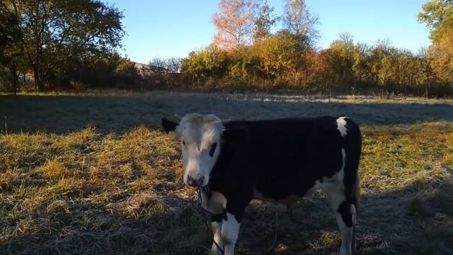 Бык. 290 кг. мяса за 15 месяцев! смотреть онлайн