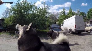 Собаки напали на медведя
