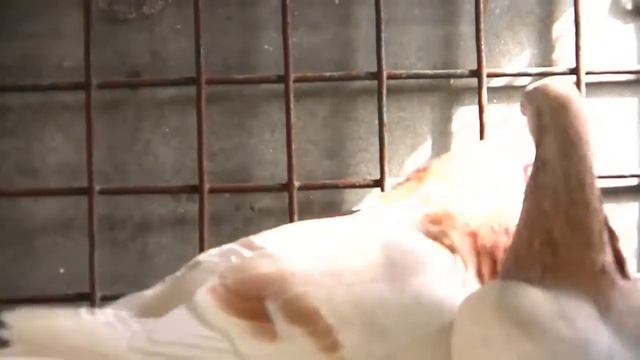 ГОЛУБИ Город на ладоне смотреть онлайн