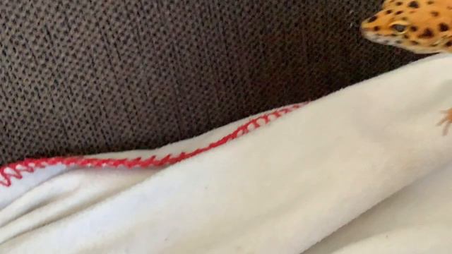 Эублефар Вася смотреть онлайн