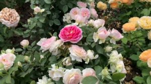 ВНИМАНИЕ!!Особенная роза- Гуэрнси  и просьба