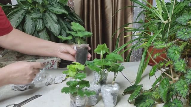 Цветочное безумство. Распаковка пеларгоний. смотреть онлайн