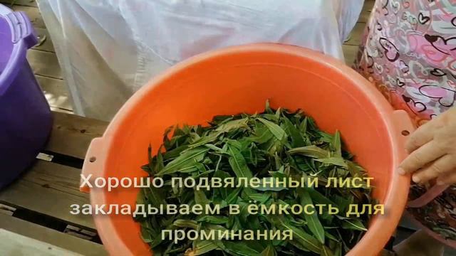 Осенью пьём Иван-чай, заготовленный летом смотреть онлайн