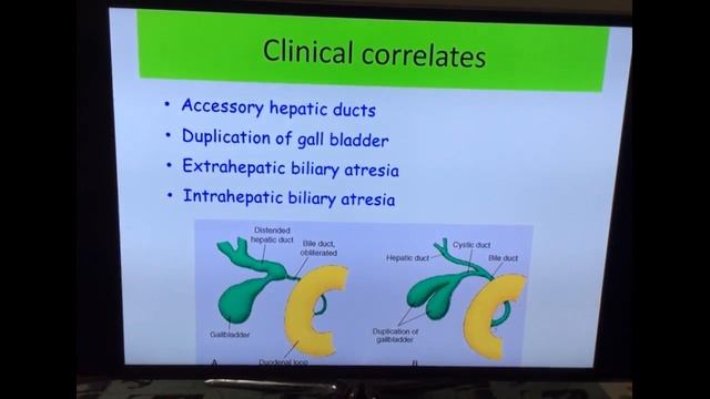 Embryology of GIT Part III - Development of Liver and Pancreas by Dr Vijaya смотреть онлайн