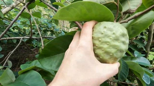 Собираю зимний урожай тропических фруктов. Анона. смотреть онлайн