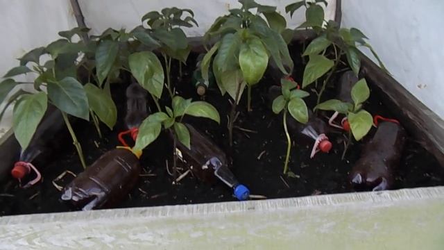 Про высокие грядки - размышления после замены на шифер 2 часть (ответы на вопросы) смотреть онлайн