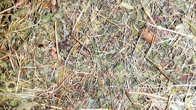 Кормление сухопутных среднеазиатских черепах зимой. смотреть онлайн